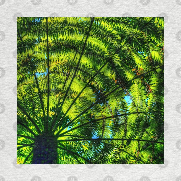 Patterns of fern & light by Michaelm43